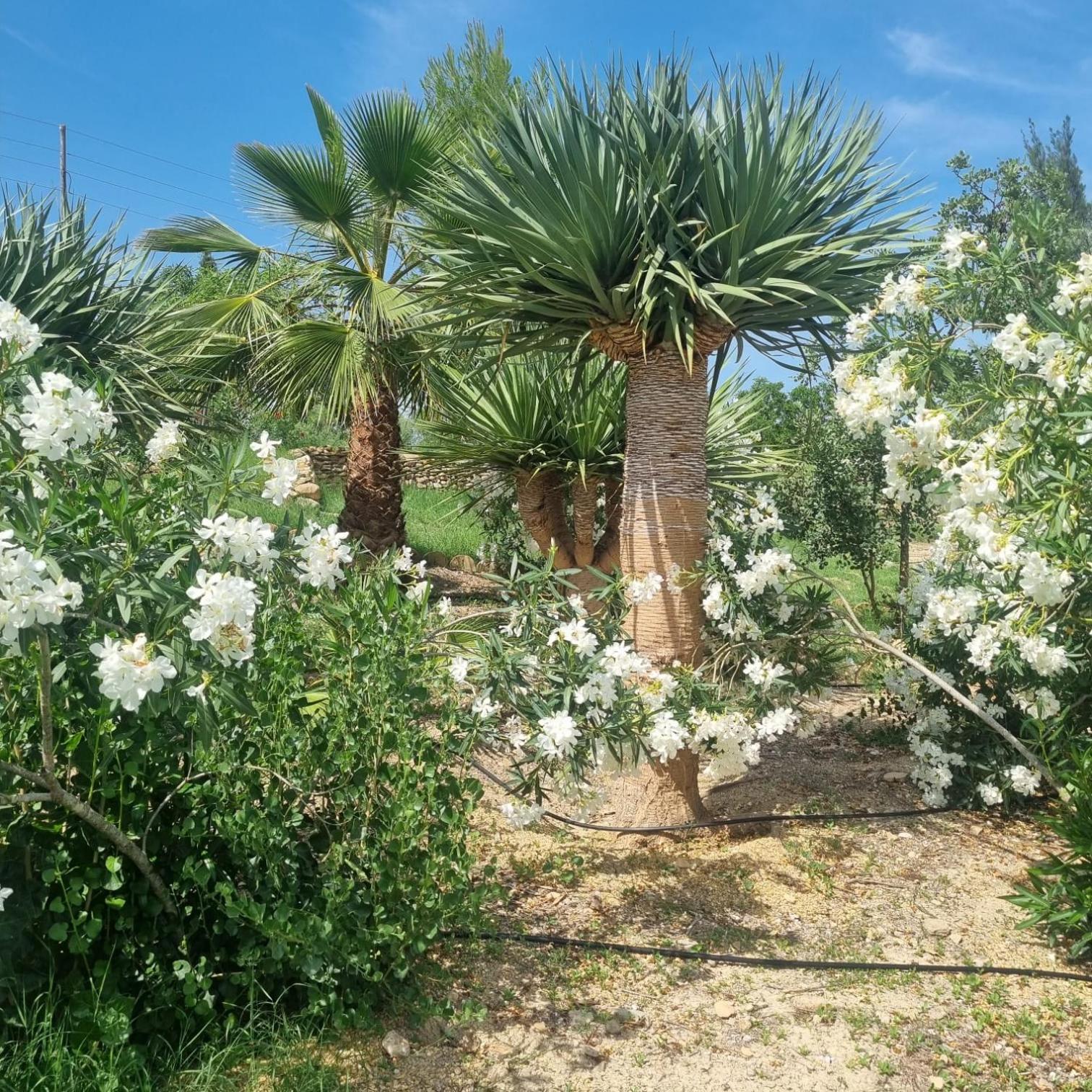 Cortijo Las Gallardas En Almeria Los Gallardos Exterior photo